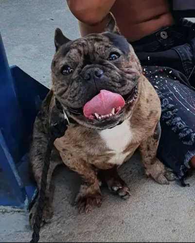 Bulldog francês disponível p/cruzas inseminação