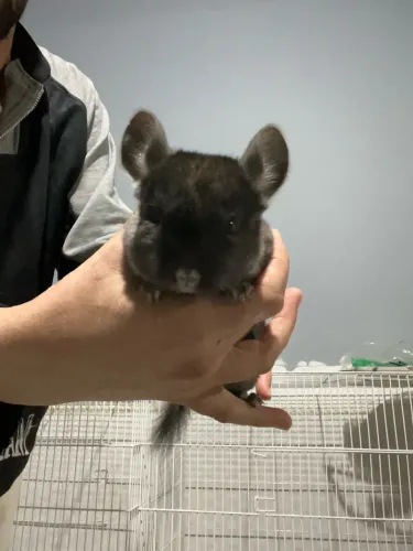 Filhote de chinchila
