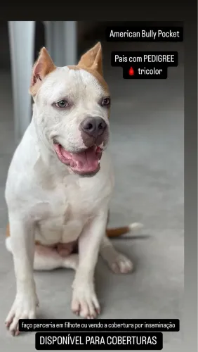 AMERICAN BULLY CRUZA