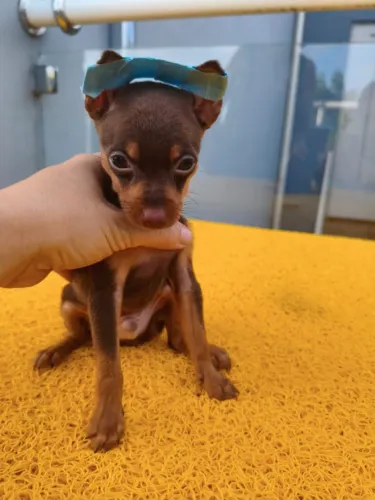 Filhote de Pinscher ZER0 em Paulínia e Região