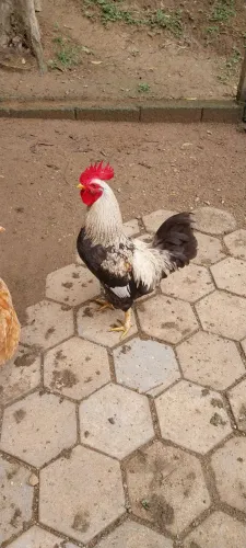 Galo caipira