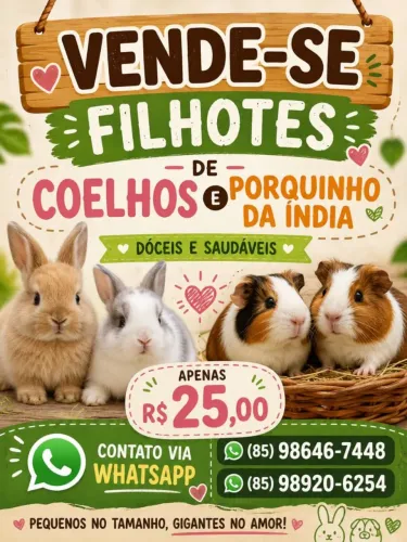 Filhote de coelho e preá