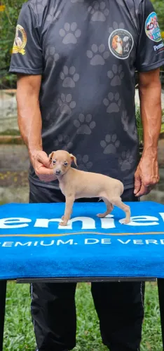Galgo Italiano Bege - Entrega imediata