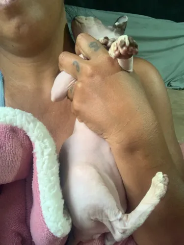 Fêmea 3 meses