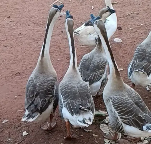 GANSOS