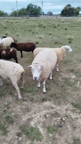 Carneiro Texel 3anos