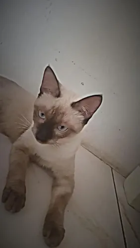 Gato pra adoção