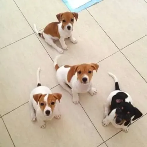 beagle x jack russel Respondo pelo 9.9751.6491