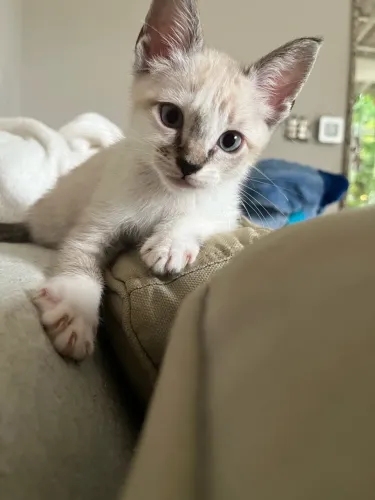 Gatinho Filhote