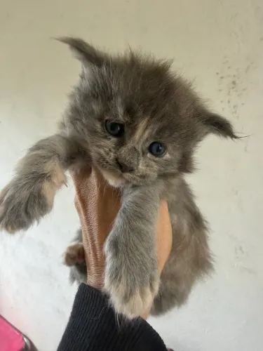 MAINE COON