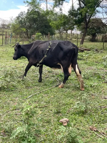 Vendo vaca de leite
