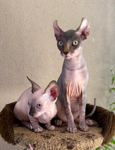 Filhote Sphynx Elf Fêmea