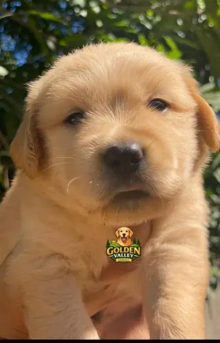 Golden filhote com pedigree