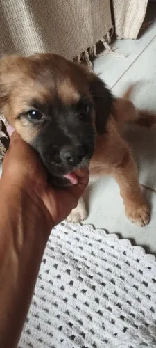Doação cachorro porte médio 