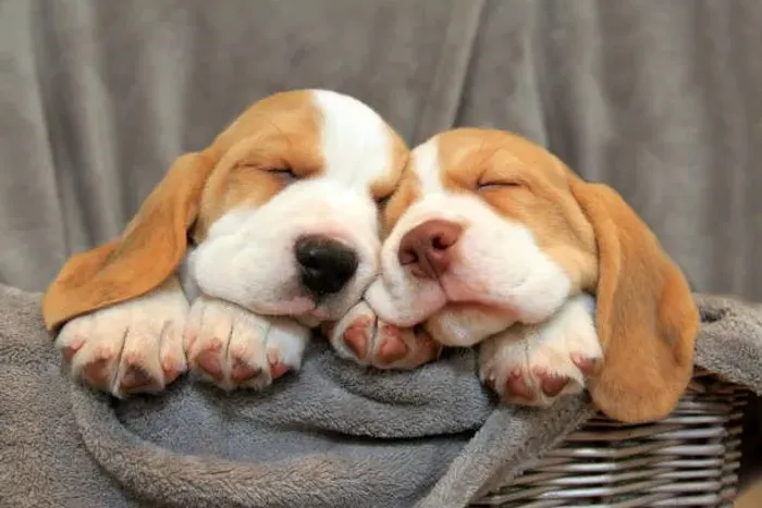 Filhote de Beagle O Amigo Perfeito Para Todos os Dias