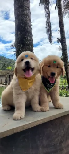 Golden Retriever Microchip e Pedigree  de pureza 