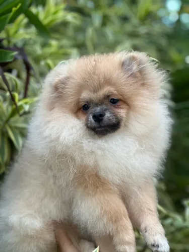 Spitz alemão com 4 vacinas