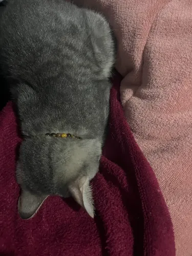 Doa-se gatinho macho 