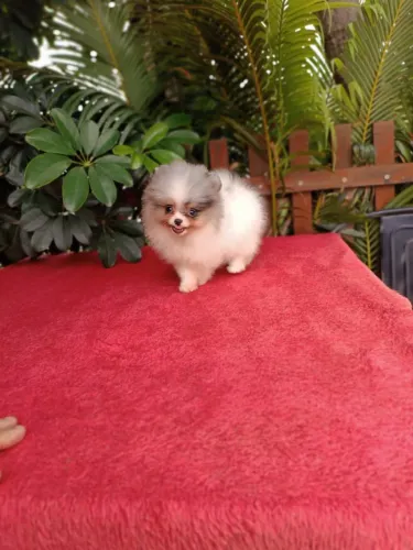 Lulu anao com 23 cm vacinado 