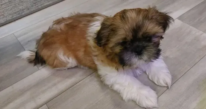 Filhotes de ShihTzu | Um amigo que conquista pelo carinho.