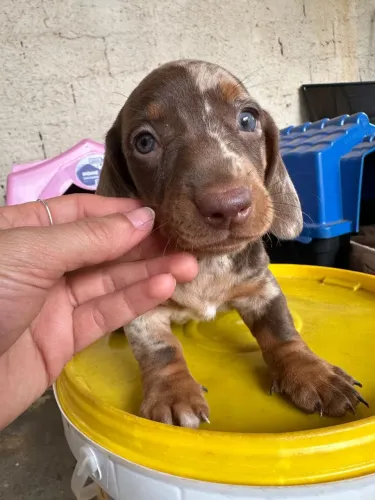 Cachorro Dachshund