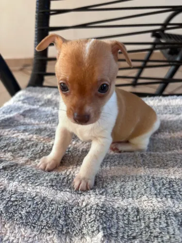 Pinscher miniatura 