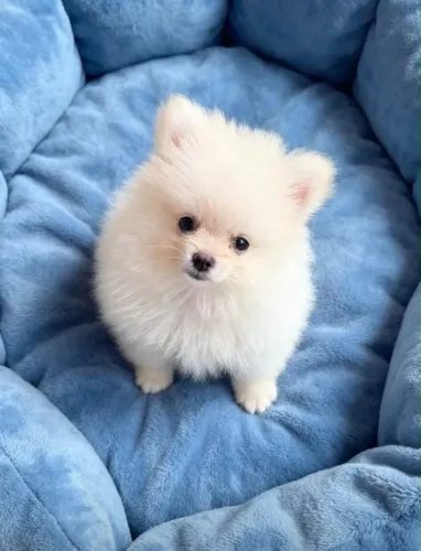 Spitz anão black e branco 