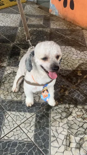 Procura-se uma namorada