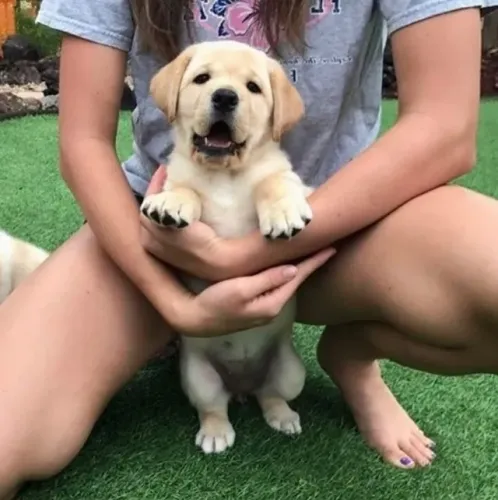 Labrador Alento Que Anda por Aí