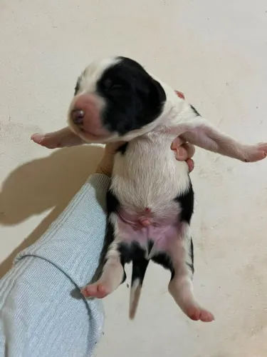 Border Collie Macho