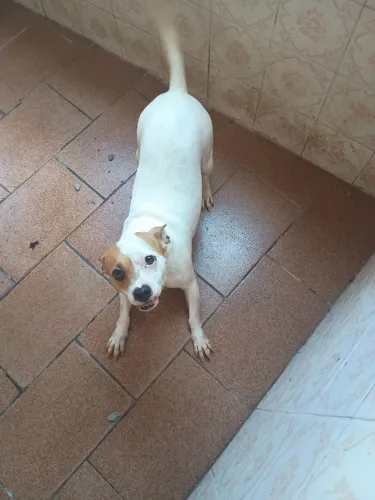 Adoção Responsável.