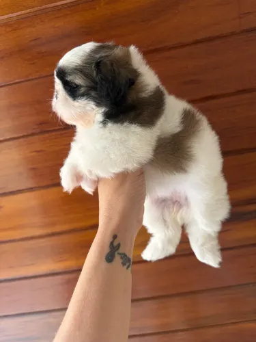 Shih tzu fêmea mini