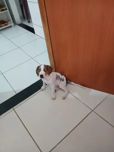 Cachorro 