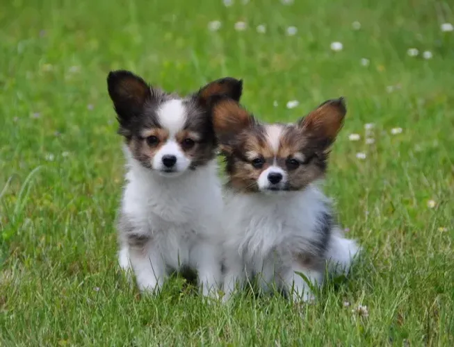 Papillon Filhotes