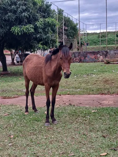 Potra Mansa  1 ano e 6 meses
