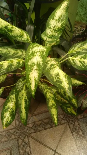 Aglaonema