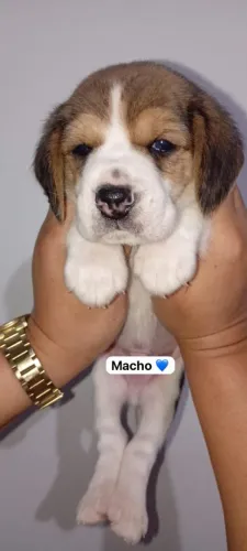 Vende-se beagle puro