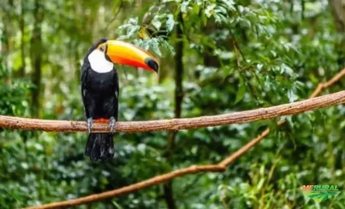 Área para Reserva Legal em Guaraqueçaba/PR - Mata Atlântica