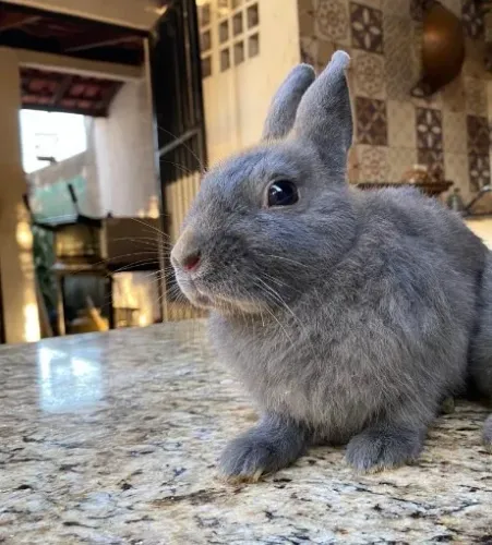 Netherland Dwarf (Anão Holandês)