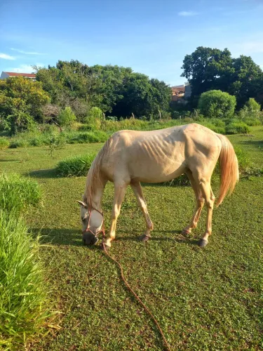 Vende se cavalo 2 meio ideal pra seus filhos