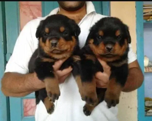 LINDOS FILHOTES DE ROTTWEILER CABEÇA DE TOURO