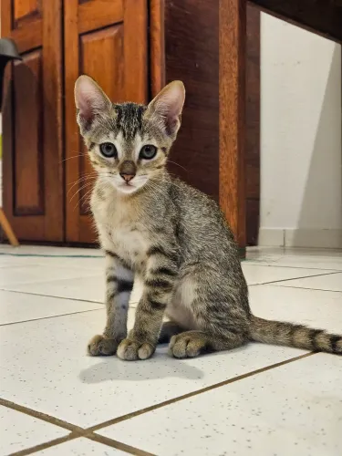 Gatinha Fêmea Rajada
