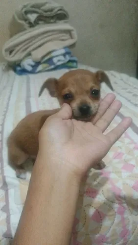 Pincher