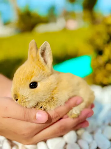 ? Coelhinhos Mini Netherland (Netherland Dwarf) Disponíveis! ?