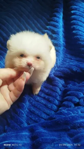 Lindo machinho de lulu da pomerania