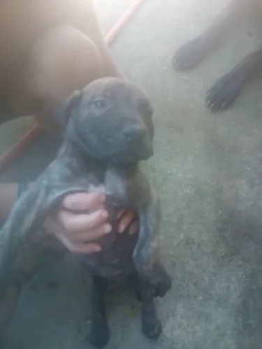 Fila brasileiro