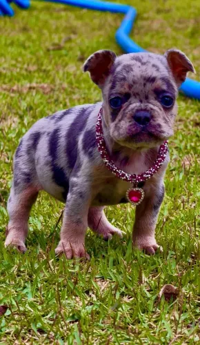 Bulldog Francês, filhotes Fêmeas de coloração Exótica, Canil O'malley Bull's