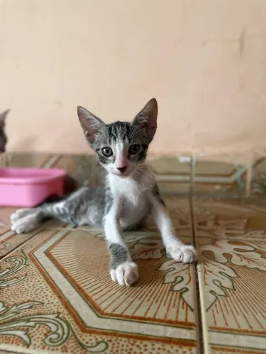 Doa-se gatinho lindos