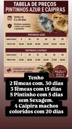 Aves disponíveis, azur e caipiras