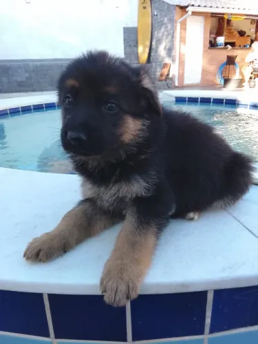 Cão de Guarda, Muito Amigo e Fiel ao Dono . Filhote de Pastor Alemão